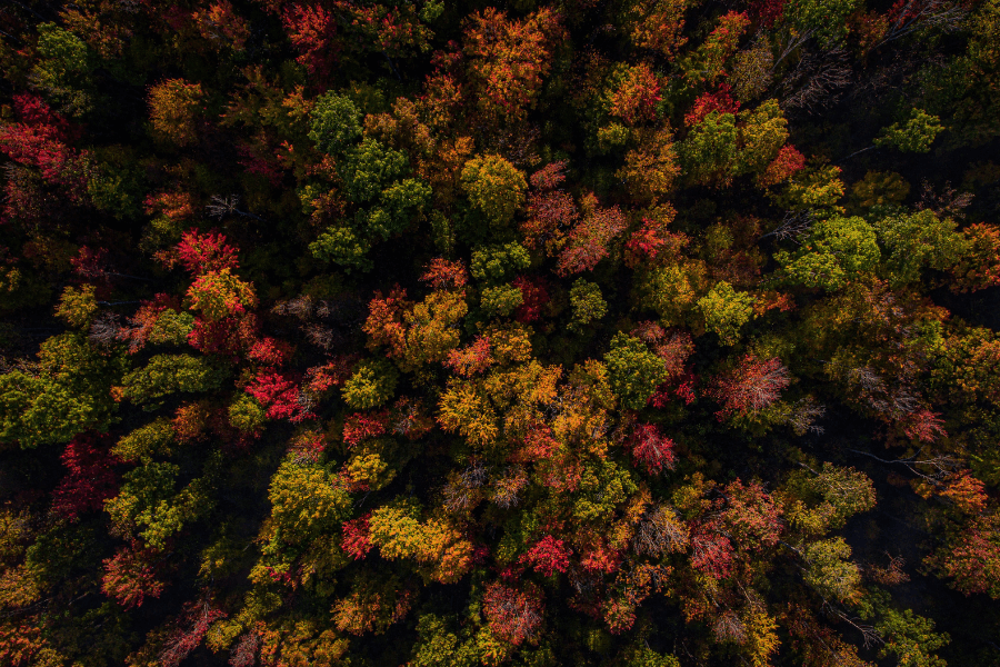 Birds eye view of fall forest in Maryland