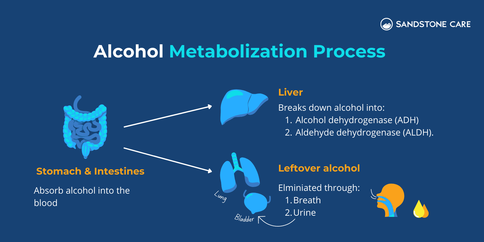 Alcohol metabolization process illustrated with different illustrations of organs