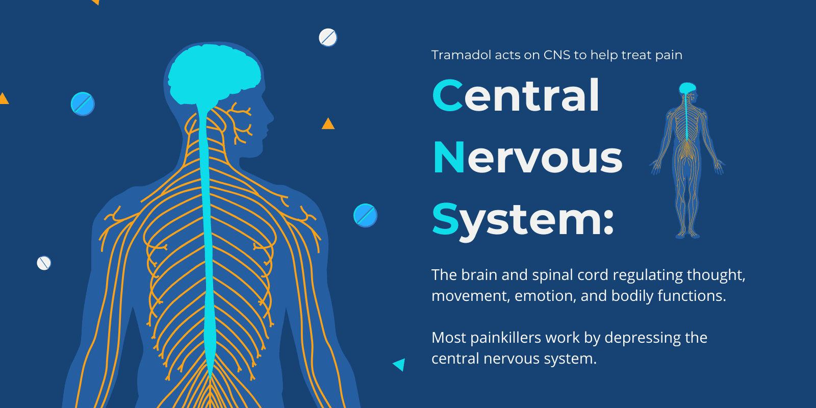 "Tramadol acts on CNS to help treat the brain" & the definition of CNS next to an illustration of the Central Nervous System in a human body figure surrounded by decorative pills and triangle shapes