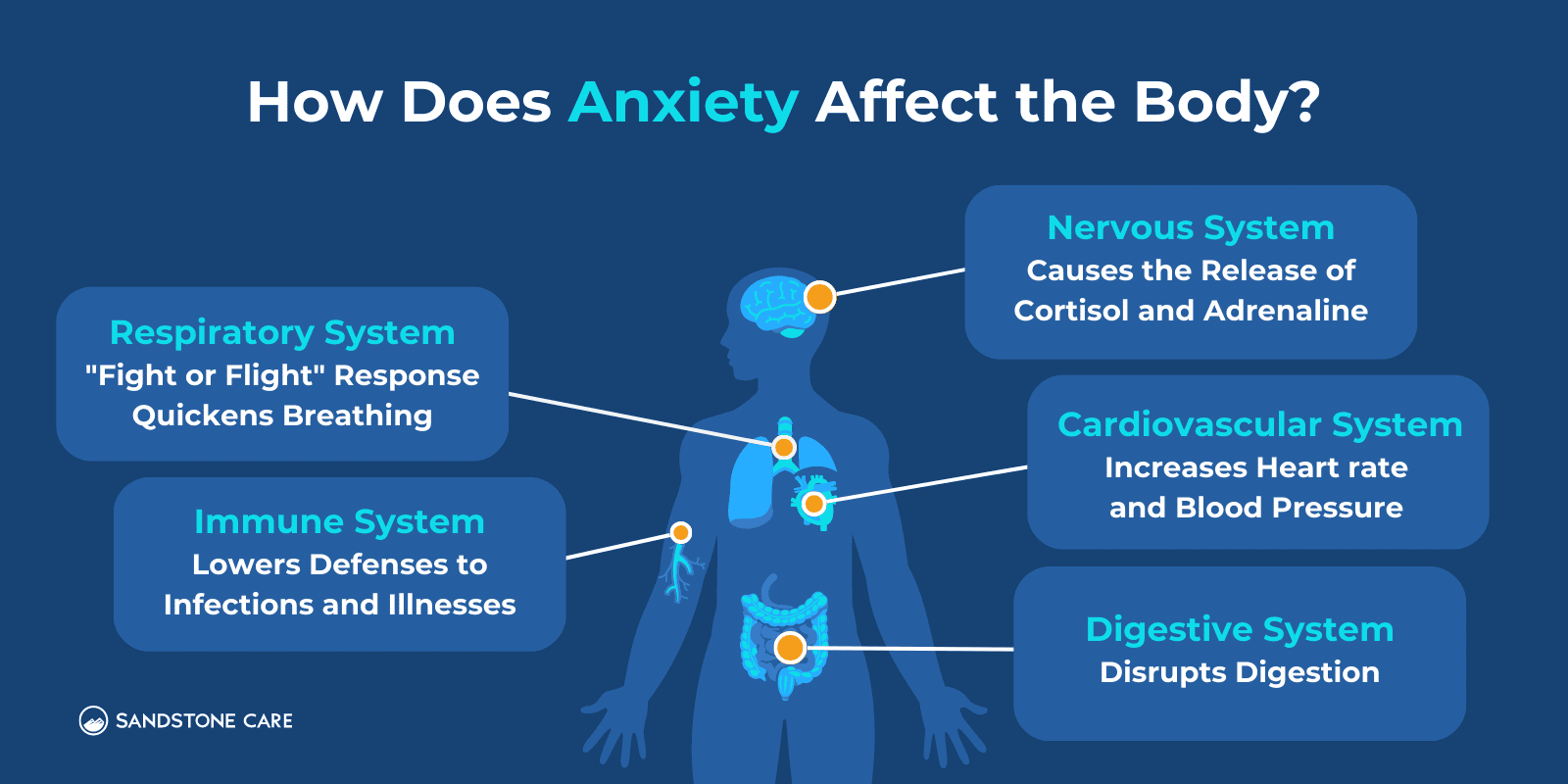 How Does Anxiety Affect The Body Infographic