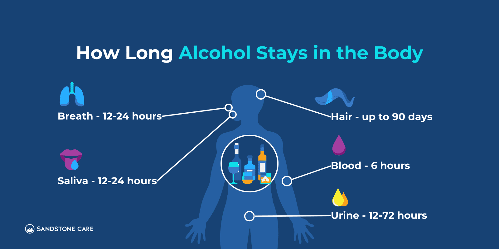 "How Long Does Alcohol Stay In the Body" represented using an illustration of body parts