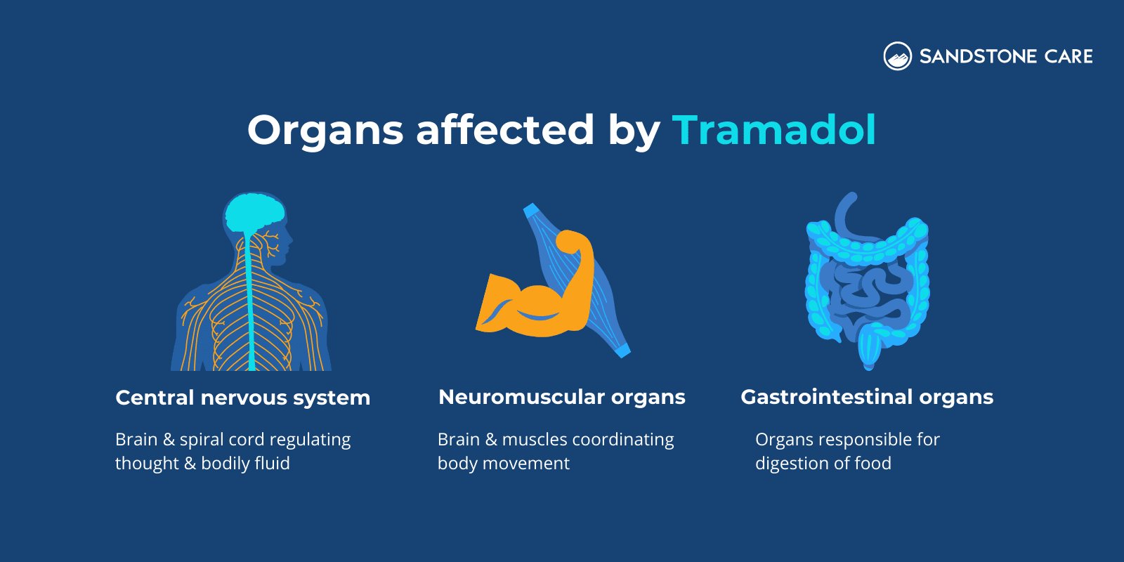 Organs affected by Tramadol text written on top of name, description, and illustrations of organs: Central Nervous System, Neuromuscular organs, gastrointestinal organs