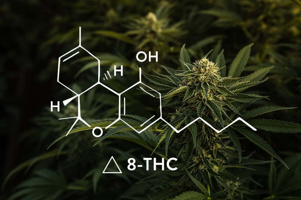 Does CBD Get You High? Understand the Difference between CBD and THC