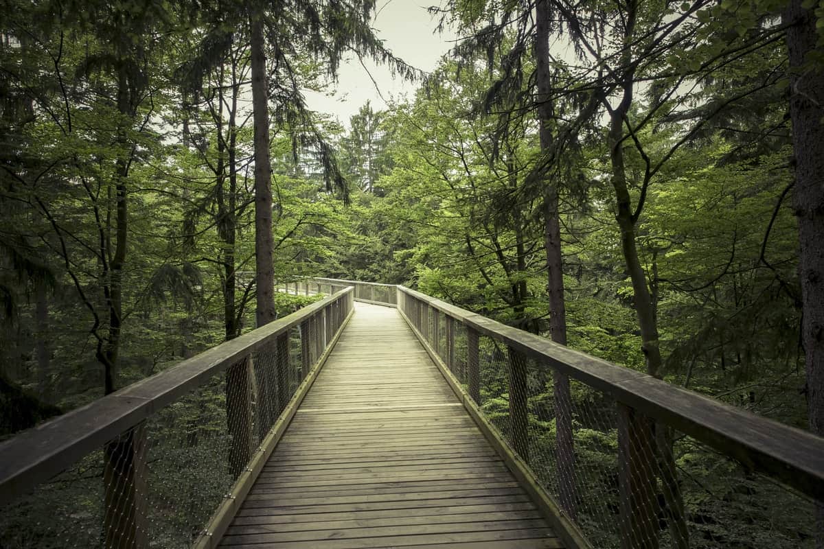 Bridge way leading into the forest