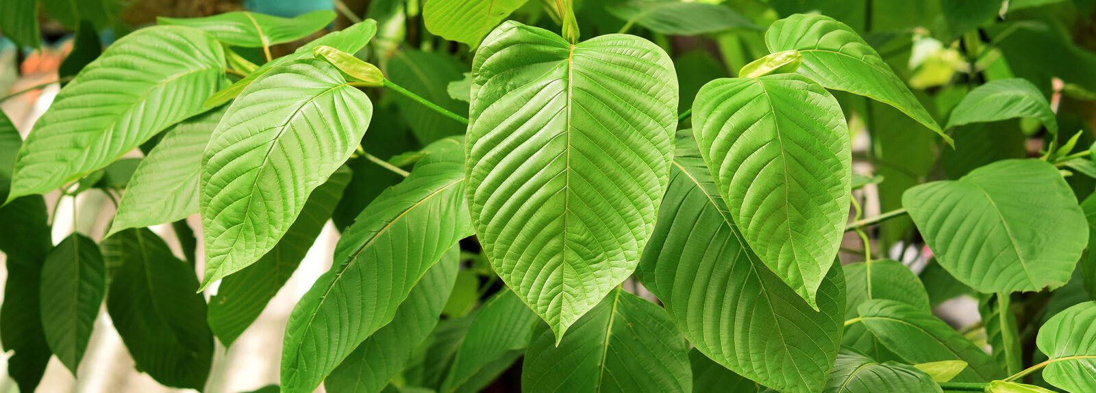 kratom plant