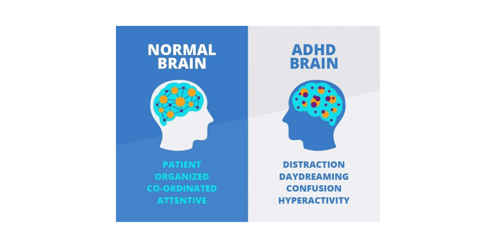 a close up of two posters with different types of brain