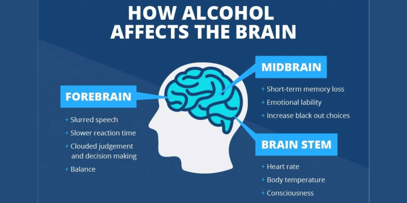 how alcohol affects the brain