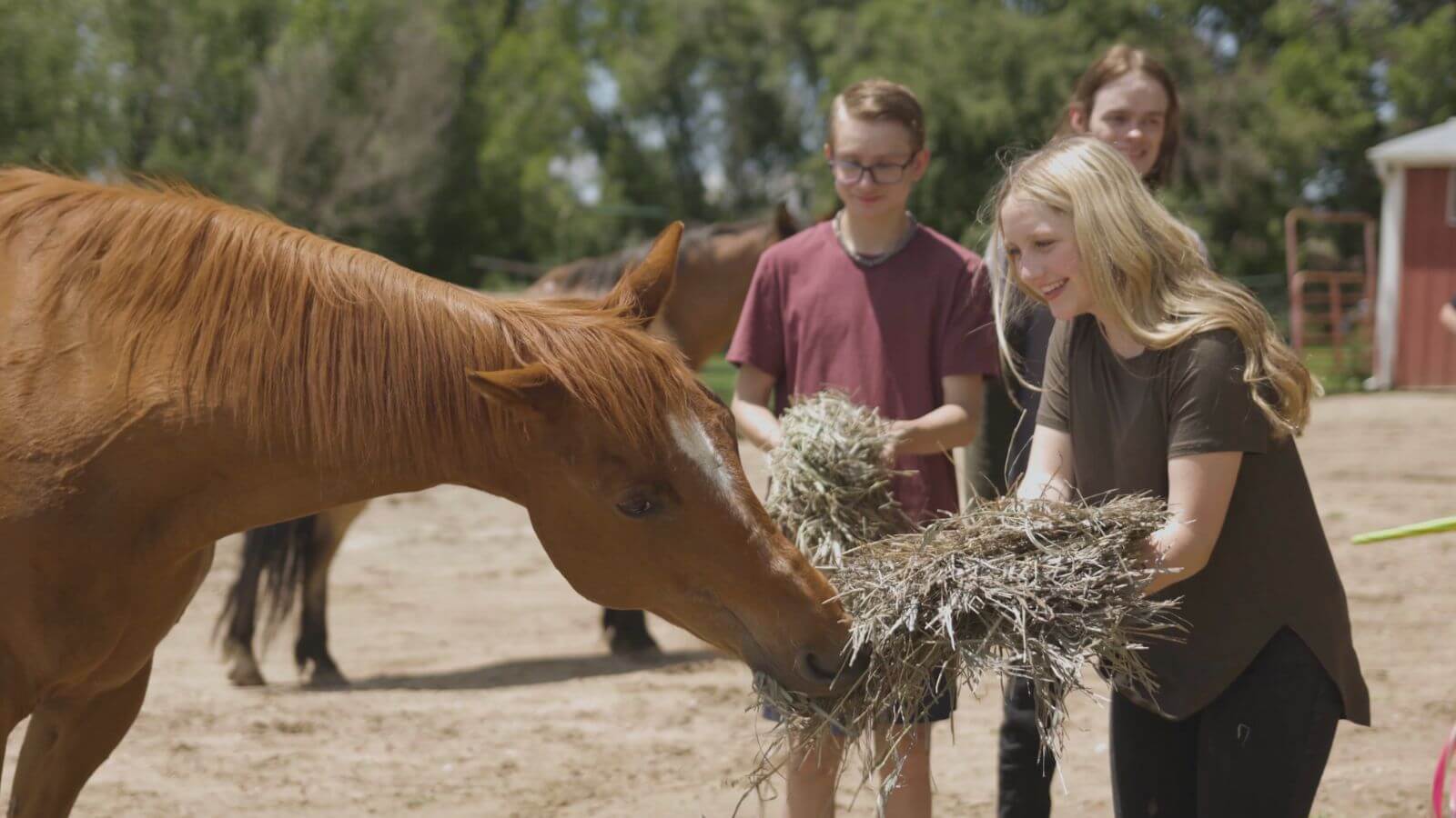 Teens at equine therapy feeding hay to a horse.