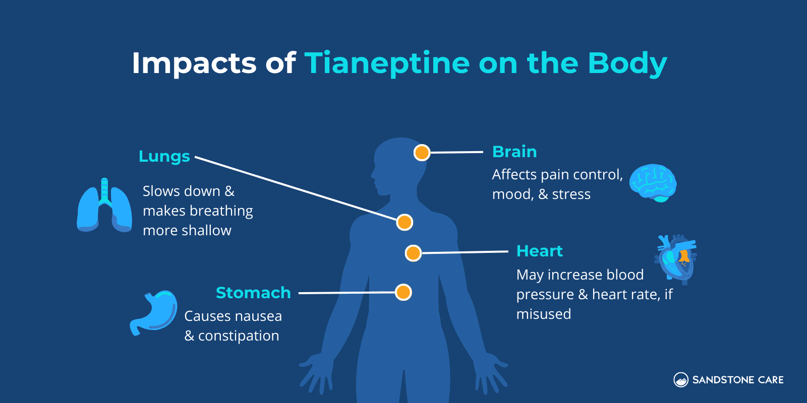 Impact of Tianeptine on the Body Infographic