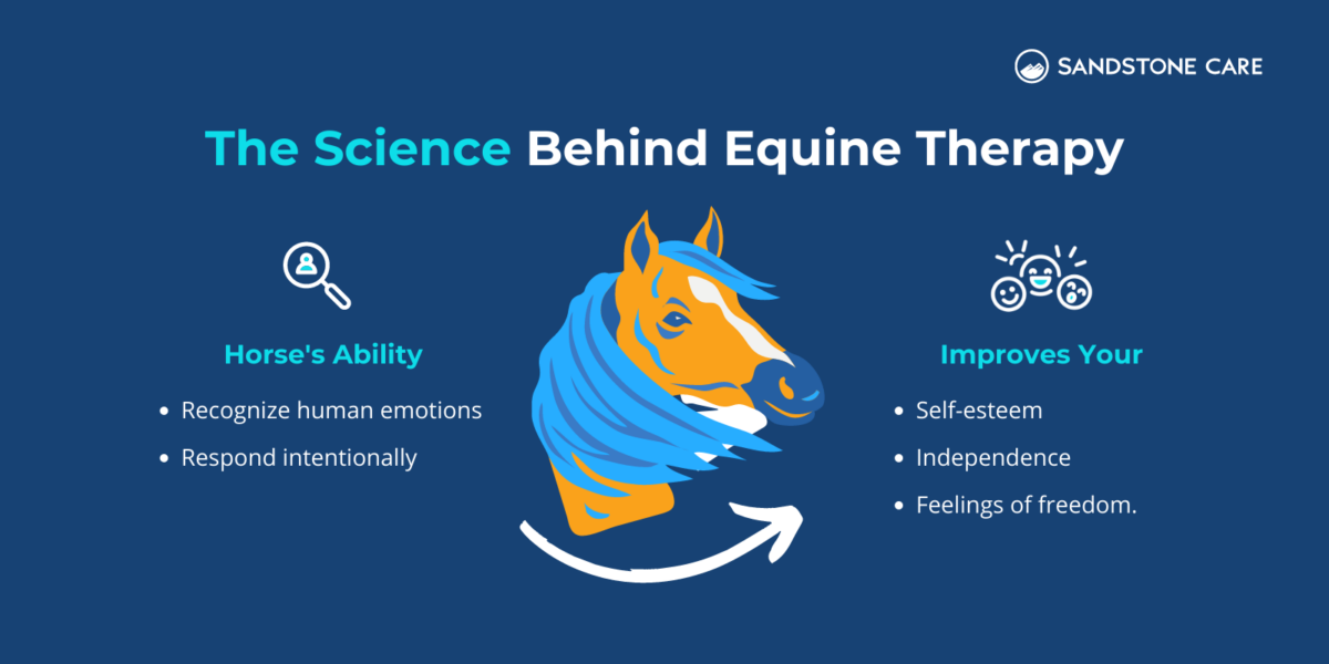 Equine Therapy 7+ Powerful Ways You'll Unlock Healing Through HorseAssisted Therapy
