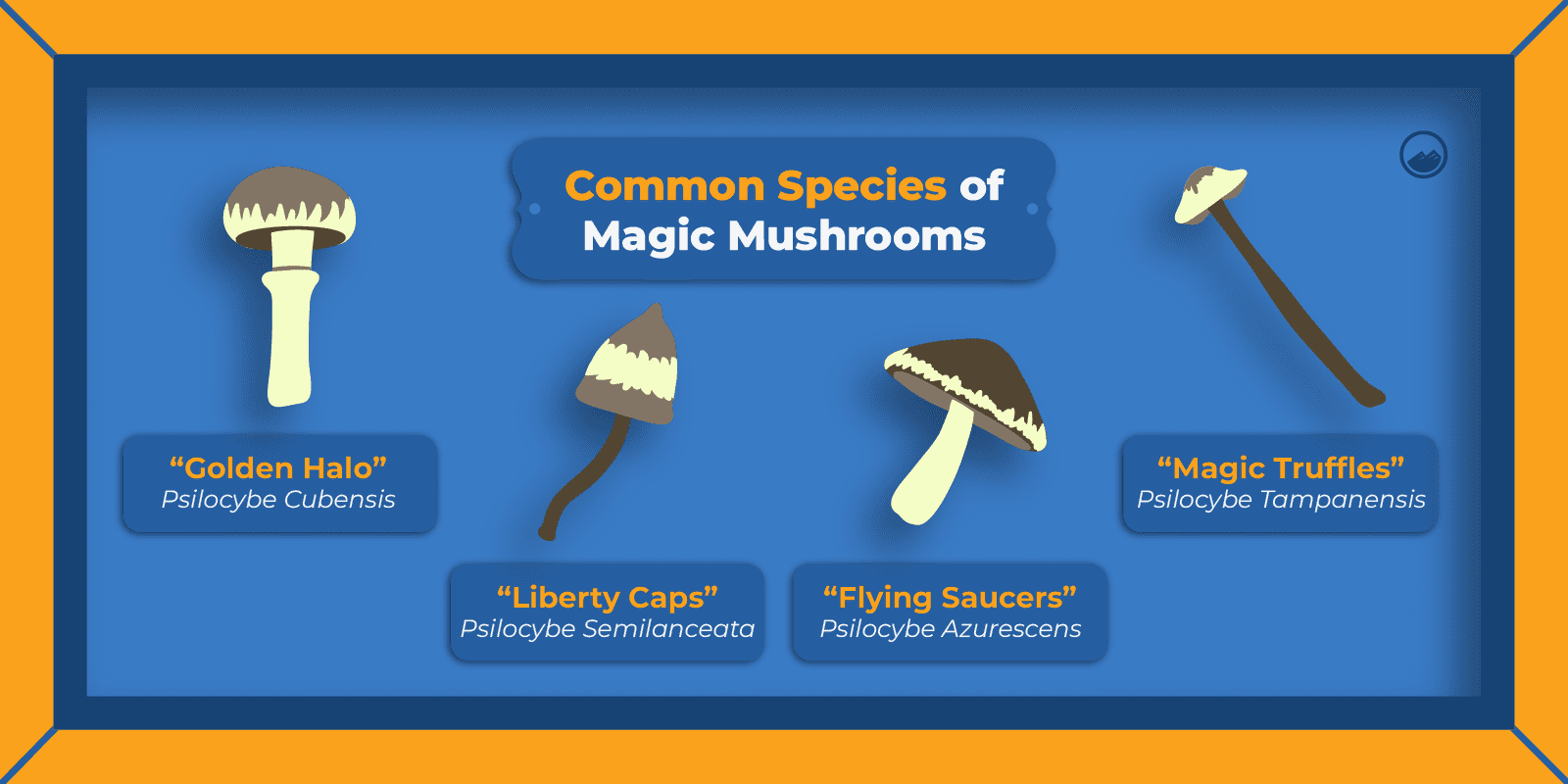 Magic Mushrooms Graphics_02 Common Species of Magic Mushrooms inline Image